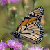 monarch butterfly on a blazing star plant